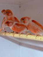 Gevraagd voor de export kleurkanaries,roodmozaik,enz, Meerdere dieren, Kleurkanarie