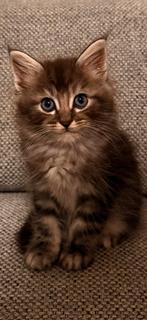 Maine coon X Heilige birmaan kittens (katers / mannetjes), Dieren en Toebehoren, Katten en Kittens | Raskatten | Langhaar, Kater