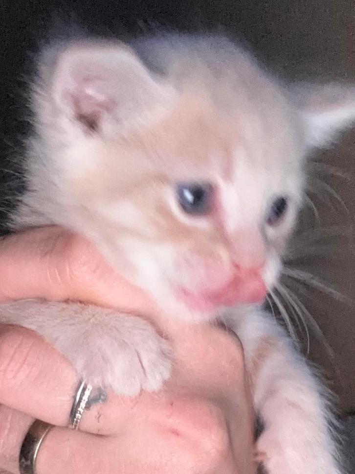 kittens te koop lees omschrijving goed !!!, Dieren en Toebehoren, Katten en Kittens | Overige Katten, Meerdere dieren