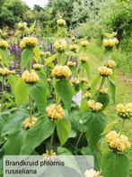 Brandkruid Phlomis russeliana etagebloem bodembedekker, Tuin en Terras, Planten | Tuinplanten, Ophalen, Bodembedekkers, Volle zon