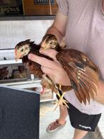 Rhode Island Red koppeltjes, Dieren en Toebehoren, Pluimvee, Meerdere dieren, Kip