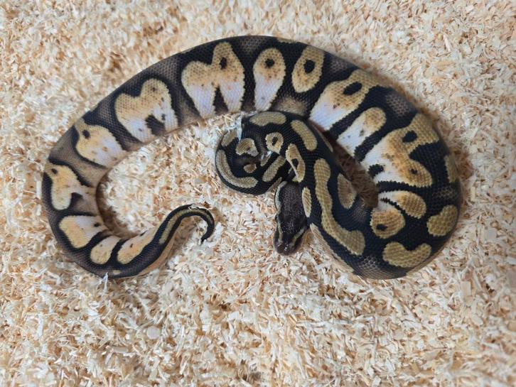 Calico Pastel 100%Desert Ghost vrouwtje 2025, Dieren en Toebehoren, Reptielen en Amfibieën, Slang, 0 tot 2 jaar