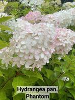 Hydrangea paniculata. Phantom, Ophalen of Verzenden, Hortensia