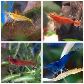 Neocaridina dwerg garnalen diverse kleuren  beschikbaar voor biedingen