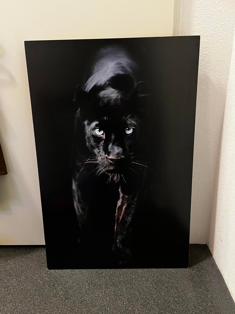 Zwarte Panter Foto/Poster - Nieuwstaat, Oorspronkelijke maker, Ophalen of Verzenden, Zo goed als nieuw, Foto of Poster