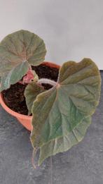 Begonia oldemor, Ophalen of Verzenden, Overige soorten, Minder dan 100 cm