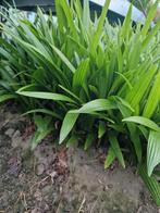 vaderdag actie! trachycarpus fortunei, Ophalen of Verzenden, Zomer, Overige soorten, Volle zon