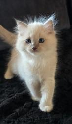 💙lieve ragdoll kittens zoeken een gouden mandje💙, Dieren en Toebehoren, Katten en Kittens | Raskatten | Langhaar, Meerdere dieren