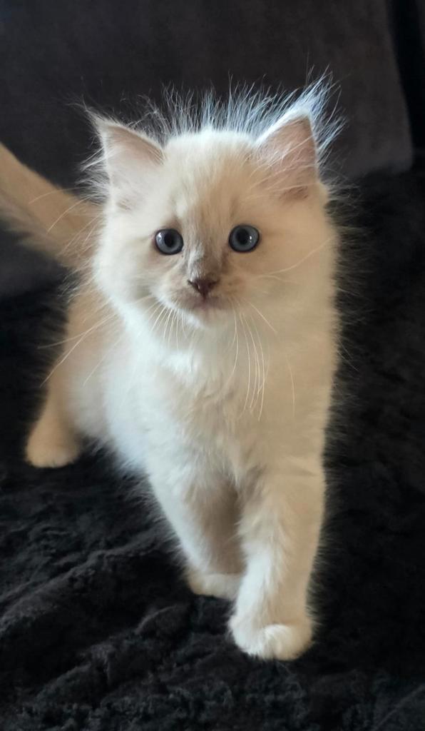 💙lieve ragdoll kittens zoeken een gouden mandje💙, Dieren en Toebehoren, Katten en Kittens | Raskatten | Langhaar, Meerdere dieren