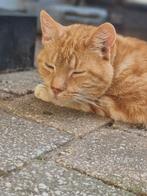 Nieuw huisje gezocht, Kater