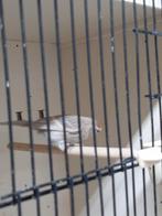 barmsijs agaat pop, Dieren en Toebehoren, Vogels | Overige Vogels, Vrouwelijk, Wildzangvogel