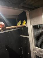 Elegant bont, Meerdere dieren, Parkiet, Geringd