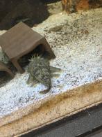 Kweekkoppel Ancistrus, Dieren en Toebehoren, Vis, Zoetwatervis