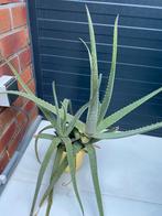 Aloe vera plant, Ophalen of Verzenden, Zomer