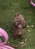 Choco toy poedel teefje, Poedel, 15 weken tot 1 jaar, CDV (hondenziekte), Teef