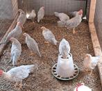 Leghorn hennen en hanen, Dieren en Toebehoren, Pluimvee, Meerdere dieren, Kip