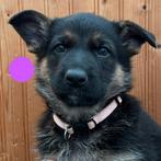 Duitse herder teefje nog beschikbaar, Dieren en Toebehoren, Honden | Herdershonden en Veedrijvers, Overige rassen, 8 tot 15 weken