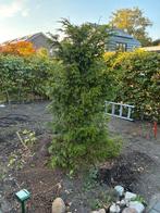 Gratis, Tuin en Terras, Ophalen of Verzenden, Bloeit niet, Overige soorten, Halfschaduw