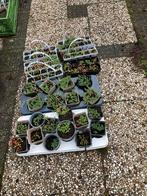 Jonge sedumplantjes, restpartij voor 7,50, Tuin en Terras, Planten | Tuinplanten, Ophalen, Bodembedekkers, Halfschaduw