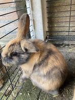 2x Konijntjes Hollandse hangoor mogen meteen weg, Dieren en Toebehoren, Geslacht onbekend, Dwerg, Hangoor