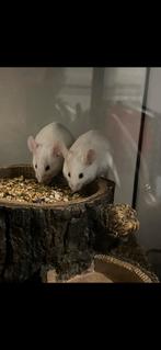 2 muisjes, Dieren en Toebehoren, Mei, Vrouwelijk, Muis