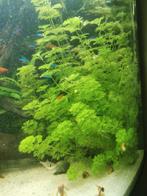 Aquarium plant. 1 euro per bosje, Dieren en Toebehoren, Vissen | Aquaria en Toebehoren, Ophalen, Gebruikt, Plant(en), Steen of Hout