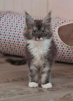 Maine Coon kittens met stamboom, Dieren en Toebehoren, Katten en Kittens | Raskatten | Langhaar, Meerdere dieren, Met stamboom