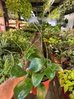 Hoya quinquenervia 'Star of Madura' - Pot 12, Huis en Inrichting, Kamerplanten, Ophalen of Verzenden