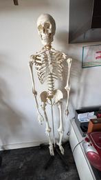 Levensgroot skelet – Halloween decoratie / anatomisch model, Ophalen, Gebruikt
