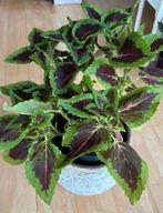 Grote Siernetel/ Coleus in pot, Ophalen of Verzenden, In pot, Halfschaduw, Minder dan 100 cm