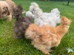 4 hennen 🐥Usa Zijdehoen 10 wk  geent 💯% hen garantie✅, Dieren en Toebehoren, Pluimvee, Vrouwelijk, Kip