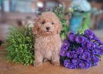 mooie speelse dwerg poedel pups teefjes, Poedel, Nederland, CDV (hondenziekte), 8 tot 15 weken
