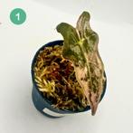 Alocasia Sanderiana Nobilis Pink/Albo Variegata, Huis en Inrichting, Kamerplanten, Verzenden, Halfschaduw, Minder dan 100 cm