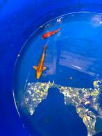 Vis vissen koi koikarpers vijver japanse koi butterfly, Dieren en Toebehoren, Karper of Koi