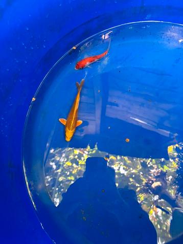 Vis vissen koi koikarpers vijver japanse koi butterfly beschikbaar voor biedingen