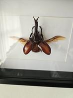 Neushoorn kever in lijst, Verzamelen, Dierenverzamelingen, Ophalen of Verzenden, Insect, Opgezet dier