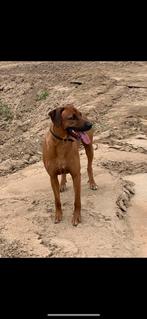 Rhodesian Ridgeback aangeboden als dekreu, Dieren en Toebehoren, Honden | Dekreuen, Particulier, Rabiës (hondsdolheid), 6 jaar of ouder