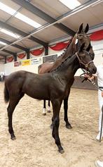 Prachtig Pjethro merrie veulen, Dieren en Toebehoren, Paarden, Merrie, Gechipt, Niet van toepassing, Dressuurpaard