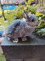 mooie kleurdwerg chinchilla ram, Dieren en Toebehoren, Konijnen, Mannelijk, Dwerg