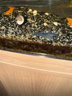 Te koop Florida blauw kreeften, Dieren en Toebehoren, Vissen | Aquariumvissen, Kreeft, Krab of Garnaal, Zoetwatervis, Schoolvis