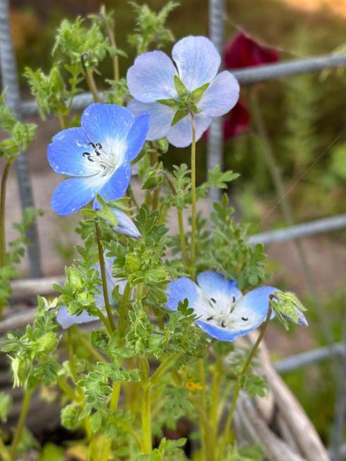 Zaden bosliefje baby blue eyes, Tuin en Terras, Bloembollen en Zaden, Zaad, Voorjaar, Volle zon, Ophalen of Verzenden