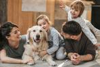 Ervaren hondenoppas honden oppas hondenopvang honden opvang, Diensten en Vakmensen, Dieren | Honden | Verzorging, Oppas en Les