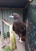 Mooie Falkland Caracara te koop!!, Dieren en Toebehoren, Mannelijk, Roofvogel