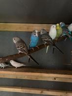 Jonge grasparkieten, diverse kleuren, Dieren en Toebehoren, Vogels | Parkieten en Papegaaien, Meerdere dieren, Parkiet, Geringd