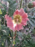 Biologische Stokroos Peach Zaden, Tuin en Terras, Ophalen of Verzenden, Voorjaar, Volle zon, Zaad
