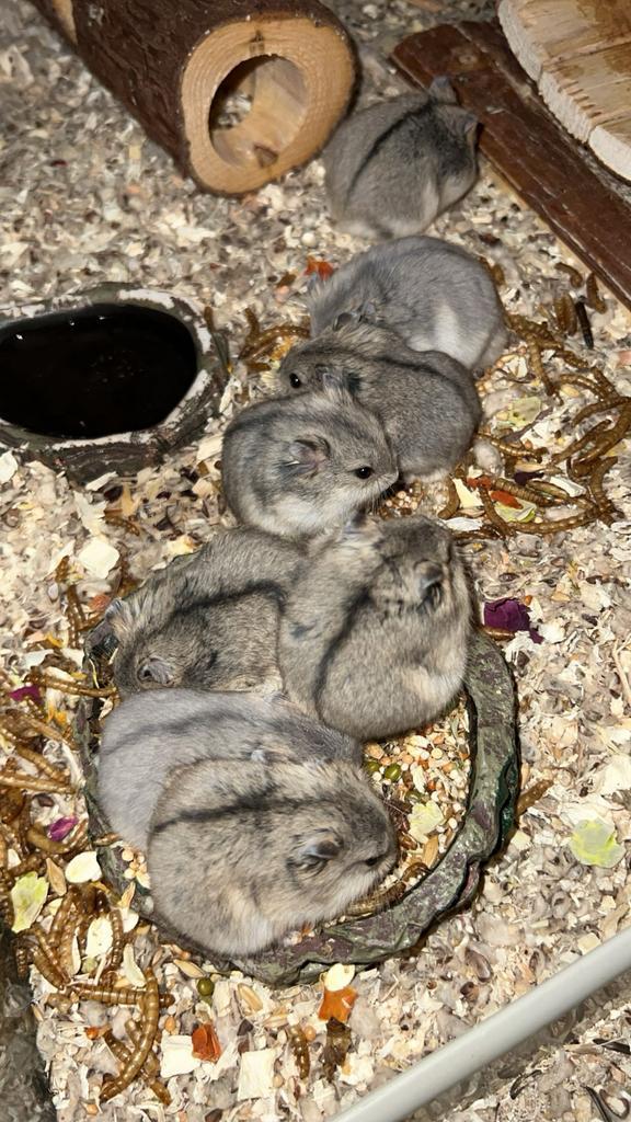 Campbelli dwerghamsters, Dieren en Toebehoren, Knaagdieren, Meerdere dieren, Cavia, Februari, Tam