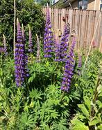 Lupine zaden, Ophalen of Verzenden, Voorjaar, Volle zon, Zaad