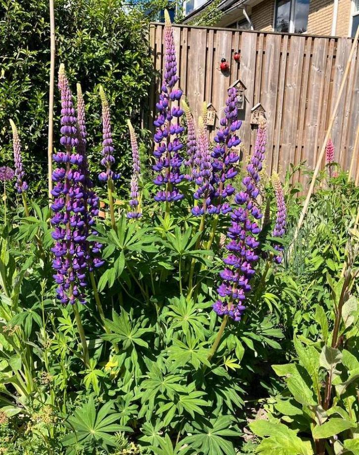 Lupine zaden, Tuin en Terras, Bloembollen en Zaden, Zaad, Voorjaar, Volle zon, Ophalen of Verzenden