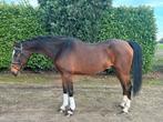 Super knappe allrounder te koop!, Dieren en Toebehoren, Ruin, Met stamboom, 3 tot 6 jaar