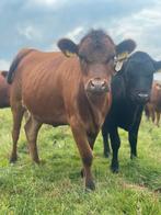 Te koop: stamboek Dexter mini koeien, Dieren en Toebehoren, Runderen, Meerdere dieren